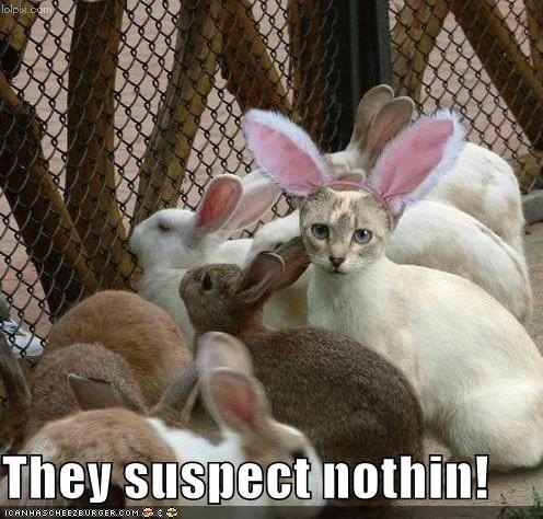 смішно картинки кіт замаскований кролика