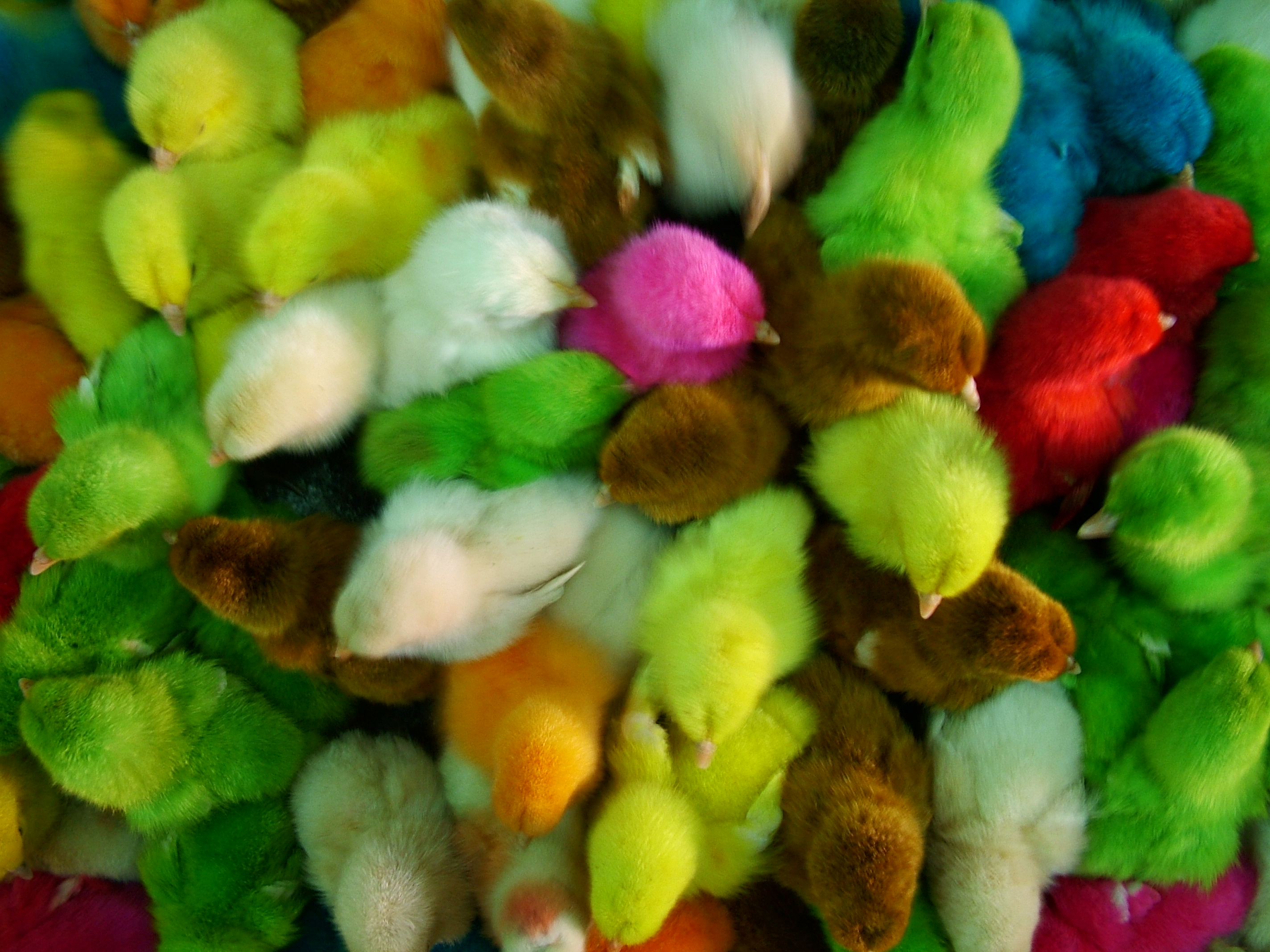 Oua Vopsite De Pasti Stealth Settings